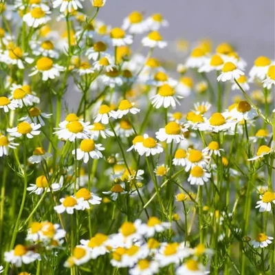GEBDINSH GARDEN Organic German Chamomile Seeds 30-40 Pcs for Home Gardening