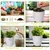 Ecofynd GROWKIT012 DIY Grow Kit for Lettuce, DIY Easy Grow it Yourself Gardening Kit for Home and Garden Gardening Set