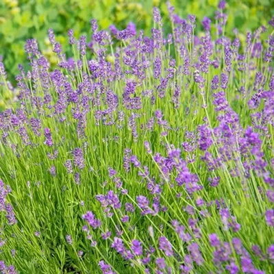 GEBDINSH GARDEN Organic Munstead Lavender Seeds 30-40 Pcs With High Germination for Home Gardening