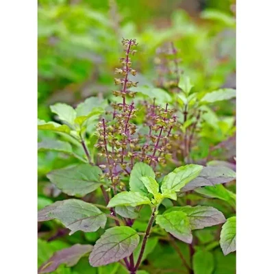 GEBDINSH GARDEN Organic Tulsi Seeds 30-40 Pcs With High Germination for Home Gardening