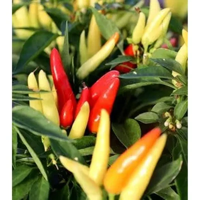 GEBDINSH Ornamental Chilli Multi-Color Mix Seeds High Germination Heavy Yield Variety for Home Balcony