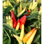 GEBDINSH Ornamental Chilli Multi-Color Mix Seeds High Germination Heavy Yield Variety for Home Balcony