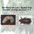 Sonkul Agro Combo Pack of Bio Phero OR Oryctes Rhinoceros (Rhinoceros Beetle) Lure & Bucket Trap Set of 5 Pieces