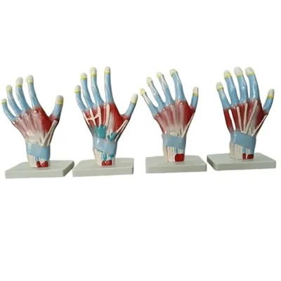 ConXport Palm Anatomy Model 3D with Muscles Tendons Nerves & Blood Vessels for Medical Teaching 