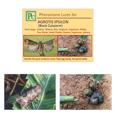 Insect Lures For Black Cut Worm (Agrotis Ipsilon)(Pack-10 Pcs)