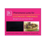 40 Pcs Insect Lures For Brinjal Fruit and Shoot Borer (Leucinodes Orbonalis)