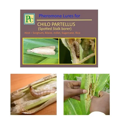 Insect Lures For Maize Spotted Stalk Borer (Chilo Partellus)(Pack-10 Pcs)