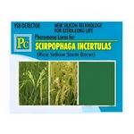 50 Pcs Pheromone Lures For Rice Yellow Stem Borer (Scirpophaga Incertulas)