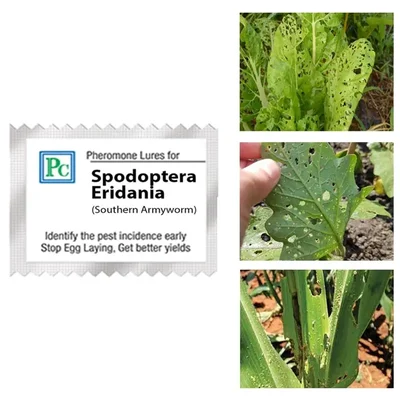 50 Pcs Insect Lures For Southern Armyworm (Spodoptera Eridania)