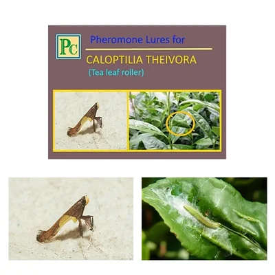 Insect Lures For Tea Leaf Roller (Caloptilia Theivora)(Pack-5 Pcs)