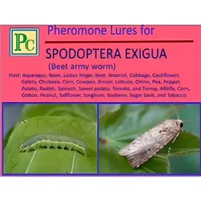 Insect Lures For Beet Armyworm (Spodoptera Exigua)(Pack-Pack of 20)