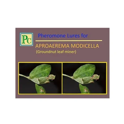 Insect Lures For Groundnut Leaf Miner (Aproaerema modicella)(Pack-10 Pcs)