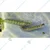 50 Pcs Insect Lures For Large Cabbage-Heart Caterpillar (Crocidolomia Binotalis)