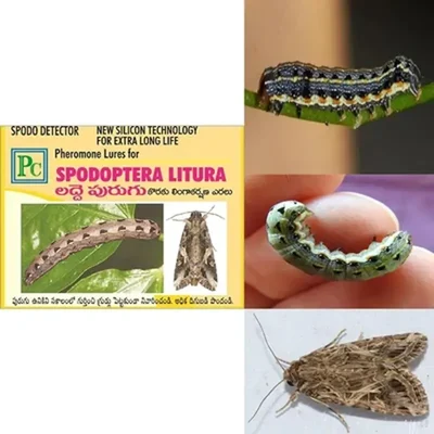 Insect Lures For Oriental Leaf Worm (Spodoptera Litura)(Pack-Pack of 10)