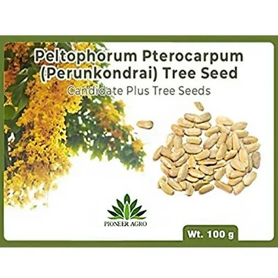 Pioneer Agro Peltophorum Pterocarpum Tree Seeds 100g Pack | For Ornamental Landscaping, Avenue Shade & Agroforestry