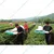 Kisankraft KK-TH-525, Single Man Operated 2 Stroke Tea Leaf Harvester / Tea Leaf Cutting Machine