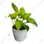 Golden Money Plant For Indoor Planting & Decoration With Pot (Pack Of 2)