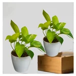 Golden Money Plant For Indoor Planting & Decoration With Pot (Pack Of 2)