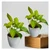 Golden Money Plant For Indoor Planting & Decoration With Pot (Pack Of 2)