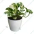 N’joy Money Plant For Both Indoor & Outdoor Planting With Pot (Pack Of 2)