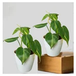 Brasil Money Plant For Indoor Planting With Pot (Pack Of 2)