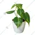 Brasil Money Plant For Indoor Planting With Pot (Pack Of 2)