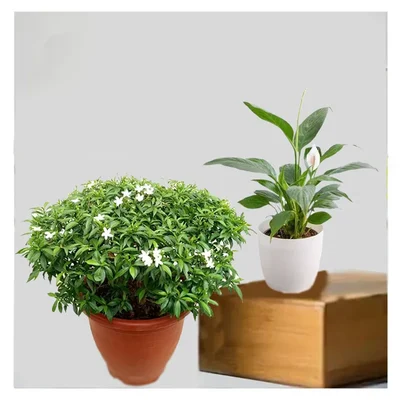 Chinese Tagar & Peace Lily Plants Combo Pack With Pots Used For Both Indoor & Outdoor Planting