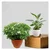Chinese Tagar & Peace Lily Plants Combo Pack With Pots Used For Both Indoor & Outdoor Planting
