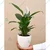 Chinese Tagar & Peace Lily Plants Combo Pack With Pots Used For Both Indoor & Outdoor Planting