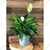 Chinese Tagar & Peace Lily Plants Combo Pack With Pots Used For Both Indoor & Outdoor Planting
