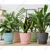Multicolor Plastic Round Flower Pot with Tray for Home Indoor & Outdoor Gardening Set of 5