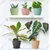 Multicolor Plastic Round Flower Pot with Tray for Home Indoor & Outdoor Gardening Set of 5