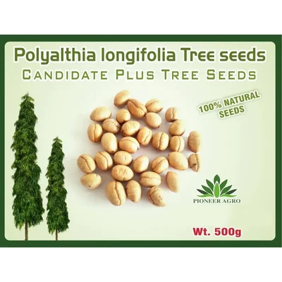 Pioneer Agro Polyalthia longifolia Tree Seeds (Nettilinga Maram Vithaigal / Mast Tree) 500g Pack For Urban Landscaping