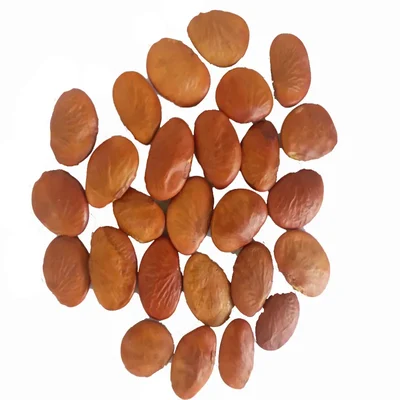 Pongamia Pinnata (Pungam) Tree Seeds - (1kg)