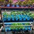 Pindfresh Hydroponics Kit For Indoor & Outdoor Tashi Home Set-Up With Grow Lights For Growing Leafy Greens (Premium)