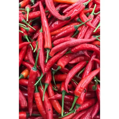 GEBDINSH High Germination & Heavy Yield Red Chilli Seeds for Home & Kitchen Gardening