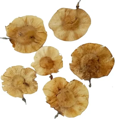 Pterocarpus Marsupium (Vengai) Tree Seed - (100g)