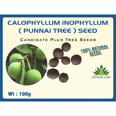 Pioneer Agro Calophyllum inophyllum (Punnai) Tree Seeds 500g Pack For Coastal Greening, Tamanu Oil Production & Shade