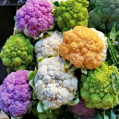 GEBDINSH Cauliflower Purple Vegetable Seeds High Germination for Home Kitchen Gardening and Terrace Farming