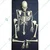 WKM 1.52 m (5 Feet) White PVC Dis Articulated Human Skeleton Model KTN174 for Educational Purpose