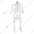 WKM 1.52 m (5 Feet) White PVC Dis Articulated Human Skeleton Model KTN174 for Educational Purpose