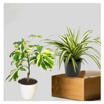 Schefflera & Spider Plants Combo Pack With Pots Used For Both Indoor & Outdoor Planting
