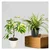 Schefflera & Spider Plants Combo Pack With Pots Used For Both Indoor & Outdoor Planting