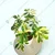 Schefflera & Spider Plants Combo Pack With Pots Used For Both Indoor & Outdoor Planting