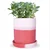 Ecofynd Red & White Ceramic Plant Pots - 1 Pot | Used for Home and Garden Decor