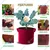 Shiv Biotech Red Round Reusable Geo Fabric Grow Bag (18 x 18 Inch) | Suitable for Gardening and Nursery (Pack of 3)
