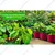 Shiv Biotech Red Round Reusable Geo Fabric Grow Bag (18 x 18 Inch) | Suitable for Gardening and Nursery (Pack of 3)