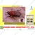 Sonkul Agro Combo Pack of Bio Phero RF Rhynchophorus Ferrugineus (Red Palm Weevil) Lure & Bucket Trap Set of 5 Pieces