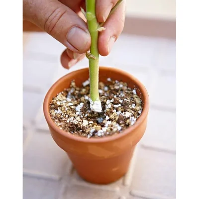 GEBDINSH 100g Rooting Hormone Granules Fast Root Development Cutting Propagation Booster