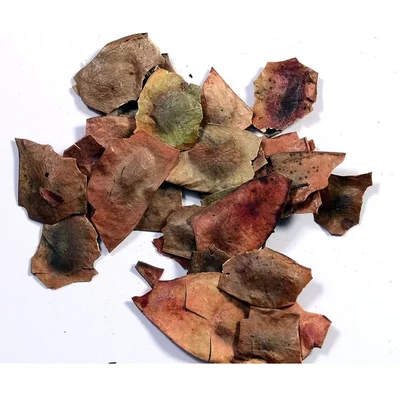 Dalbergia Latifolia( Rose wood) Tree Seed (100g)